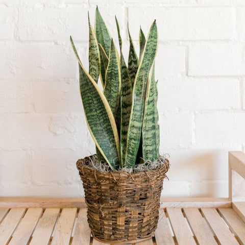 Snake Plant